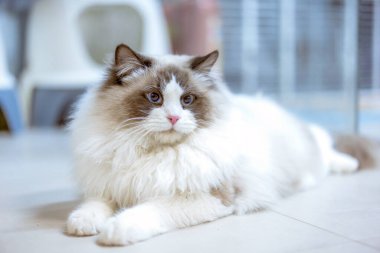 Şirin bir Muppet kedi sana bakıyor.