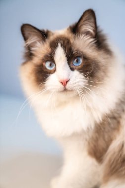 Şirin bir Muppet kedi sana bakıyor.