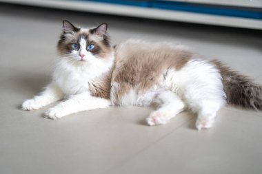 Şirin bir Muppet kedi sana bakıyor.