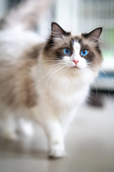 Roztomilá Kočka Tebe Dívá — Stock fotografie