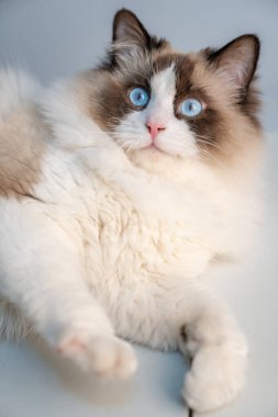 Şirin bir Muppet kedi sana bakıyor.
