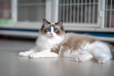 Şirin bir Muppet kedi sana bakıyor.