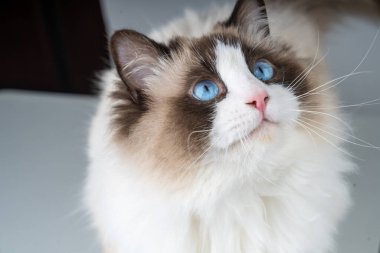 Şirin bir Muppet kedi sana bakıyor.