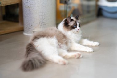 Şirin bir Muppet kedi sana bakıyor.