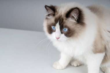 Şirin bir Muppet kedi sana bakıyor.