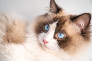 Şirin bir Muppet kedi sana bakıyor.