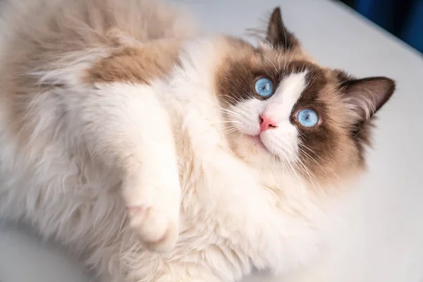 一只可爱的布偶猫在看着你 — 图库照片