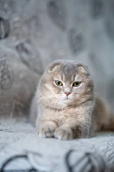Grey Scottish Fold Cat Resting — Stock Photo, Image