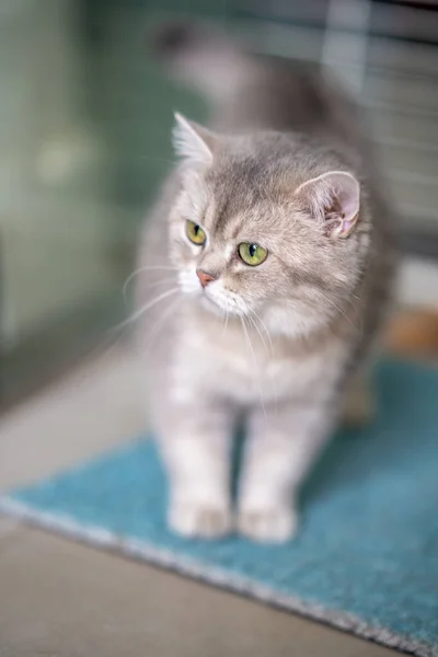 Lovely English Shorthair Room — Stock Photo, Image