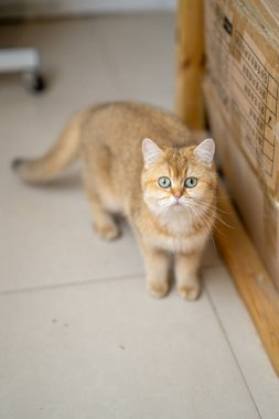 Odada altın rengi bir İngiliz kısaltması var.