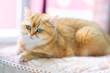 Odada altın rengi bir İngiliz kısaltması var.