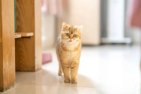 Golden English Shorthair Room Royalty Free Stock Images