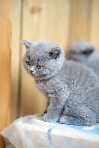 Det Finns Härlig Engelsk Shorthair Blå Katt Rummet — Stockfoto