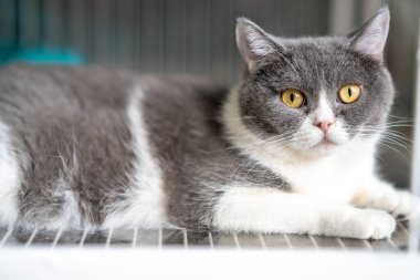 Mavi ve beyaz bir İngiliz kısaltması