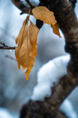 Kışın bir botanik bahçesi, Zhengzhou, Çin