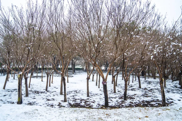 Egy Botanikus Kert Télen Zhengzhou Kína — Stock Fotó