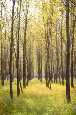 Gün boyunca ormandaki ağaçlar ve çayırlar