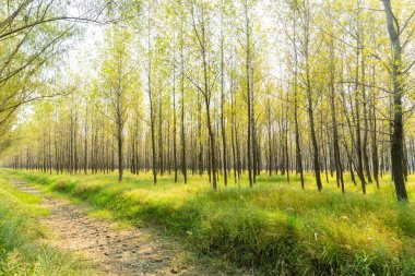 Gün boyunca ormandaki ağaçlar ve çayırlar