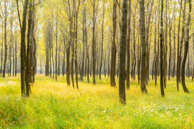 Gün boyunca ormandaki ağaçlar ve çayırlar