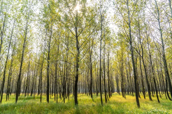 Gün boyunca ormandaki ağaçlar ve çayırlar