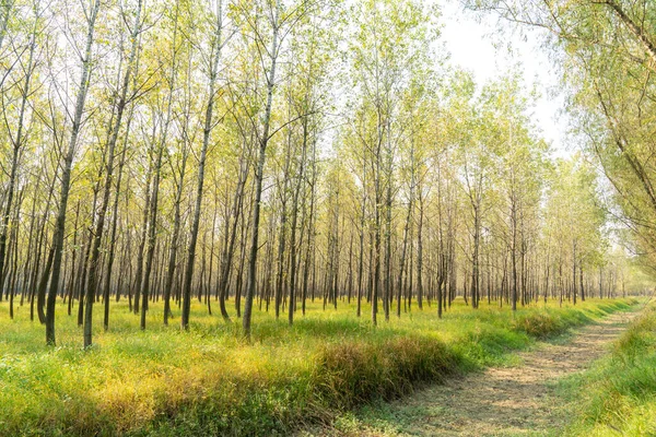 Gün boyunca ormandaki ağaçlar ve çayırlar