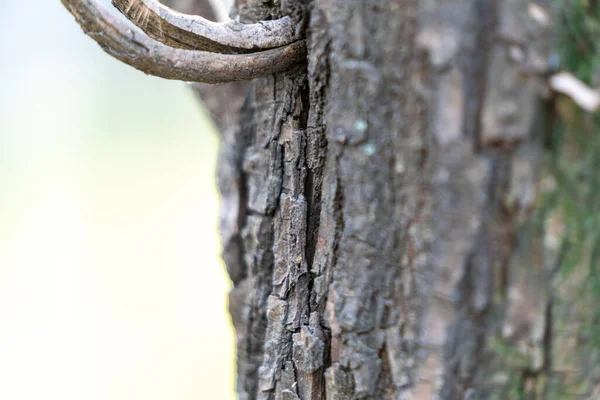 一棵大树的粗糙树皮 — 图库照片