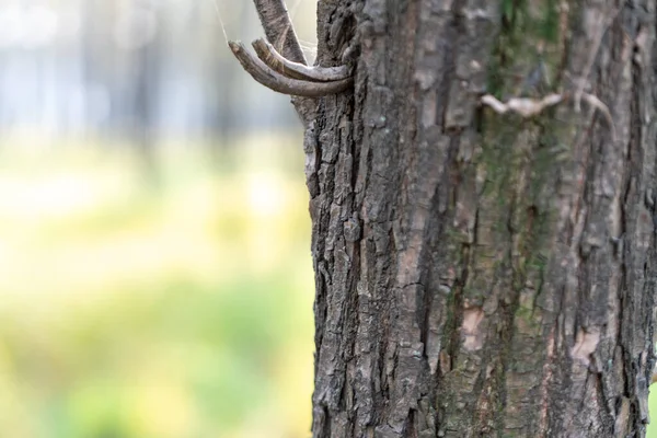 Büyük bir ağacın kabuğu.
