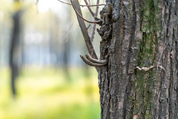 Rough Bark Big Tree Stock Photo