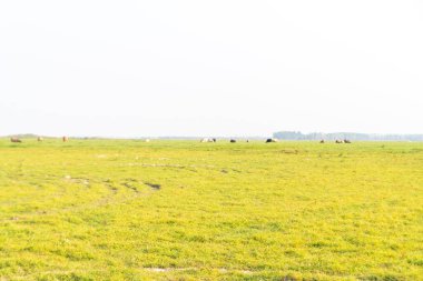 Gökyüzünün altındaki yeşil çayırlar