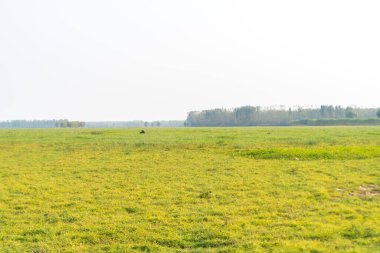 Gökyüzünün altındaki yeşil çayırlar