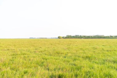 Gökyüzünün altındaki yeşil çayırlar