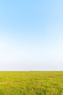 Gökyüzünün altındaki yeşil çayırlar