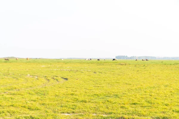 Gökyüzünün altındaki yeşil çayırlar