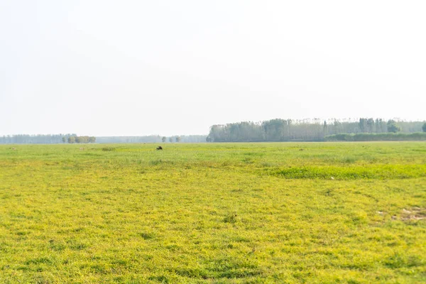 Gökyüzünün altındaki yeşil çayırlar