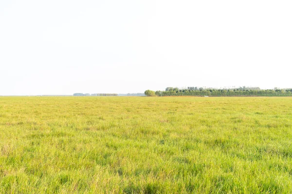 Gökyüzünün altındaki yeşil çayırlar