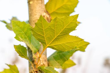 Sonbahar güneşinde yapraklar