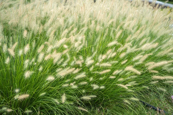 Grande Campo Erba Dog Tail All Aperto — Foto Stock