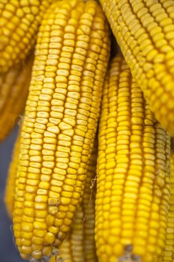 Bir çiftlikteki duvarda asılı mısır koçanı