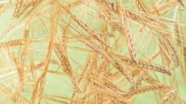 Uçan Olgun Arpa Gevreğinin Süper Yavaş Çekimi 1000 fps hızla Kameraya doğru. Yüksek hızlı sinema kamerasıyla çekildi, 4K.