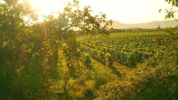 Aerial Drone Shot Sunny Wineyard Sunrise — Stock Video