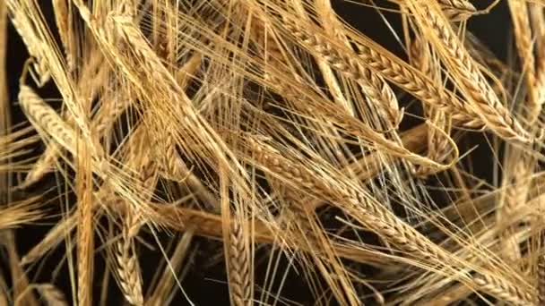 Super Slow Motion Shot Flying Ripe Barley Cereals Camera 1000 — Stock Video