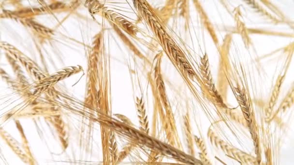 Super Slow Motion Shot Flying Ripe Barley Cereals Camera 1000 — Stok Video