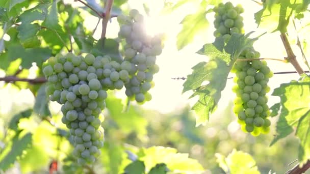 Slow Motion Gimbal Shot Dojrzałych Białych Winogron Nagranie Wschodzie Słońca — Wideo stockowe