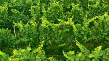 Wineyard 'ın Hava Aracı Çekimi.