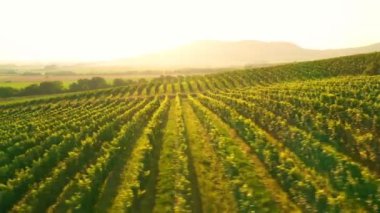 Sunny Wineyard 'ın Gündoğumunda Hava Aracı Çekimi.