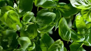 Flying Tasty Basil 'in Süper Yavaş Çekimi 1000 Fps' de Kara Arkaplanda İzole Edildi. 4K 'da Yüksek Hız Sinema Kamerası ile çekildi..