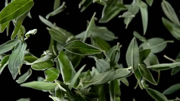 Super Slow Motion Shot Flying Tasty Sage Leaves Isolato Sfondo — Video Stock