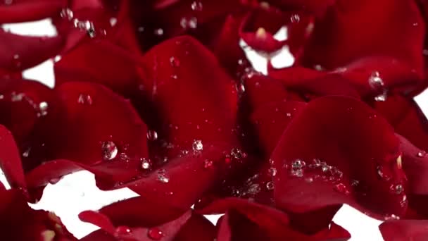Сверхмедленный Снимок Падающих Плещущихся Лепестках Красных Роз Капель Воды Скоростью — стоковое видео