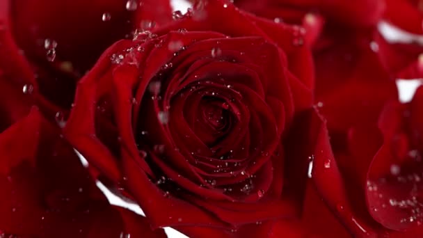 1000 Fpsで赤いバラの花に落ちると飛び散る水の超スローモーションショット 4Kの高速映画カメラで撮影 — ストック動画