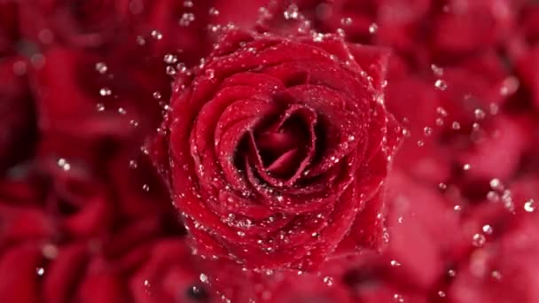 旋转和飞溅的红玫瑰的超级慢镜头在1000发的速度下绽放 用4K高速摄像机拍摄 — 图库视频影像